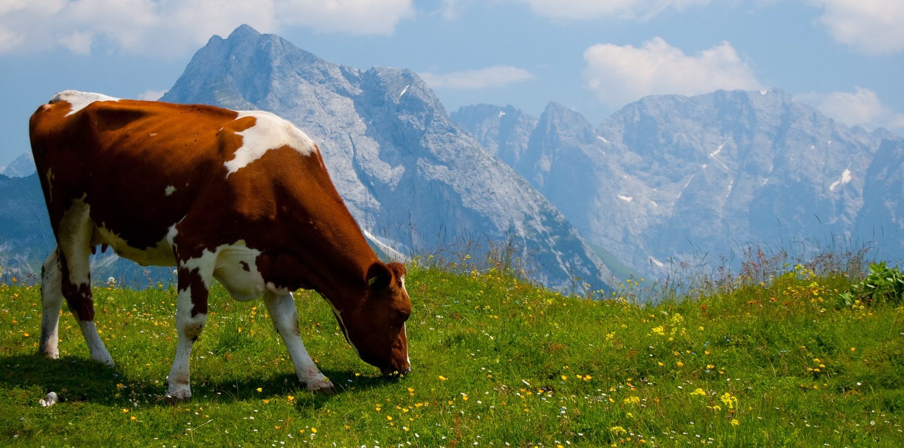 Vaches