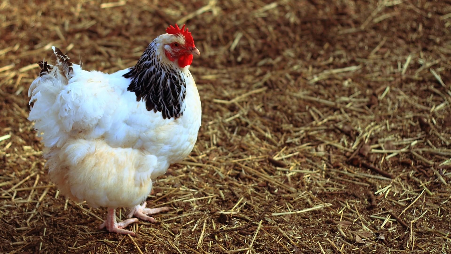 Tous nos produits pour les litières de vos poules.