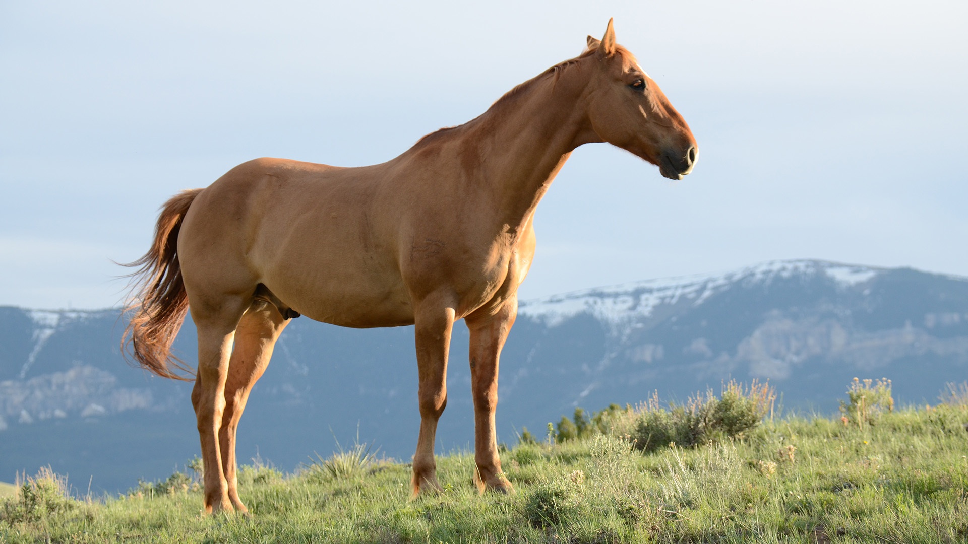 Chevaux