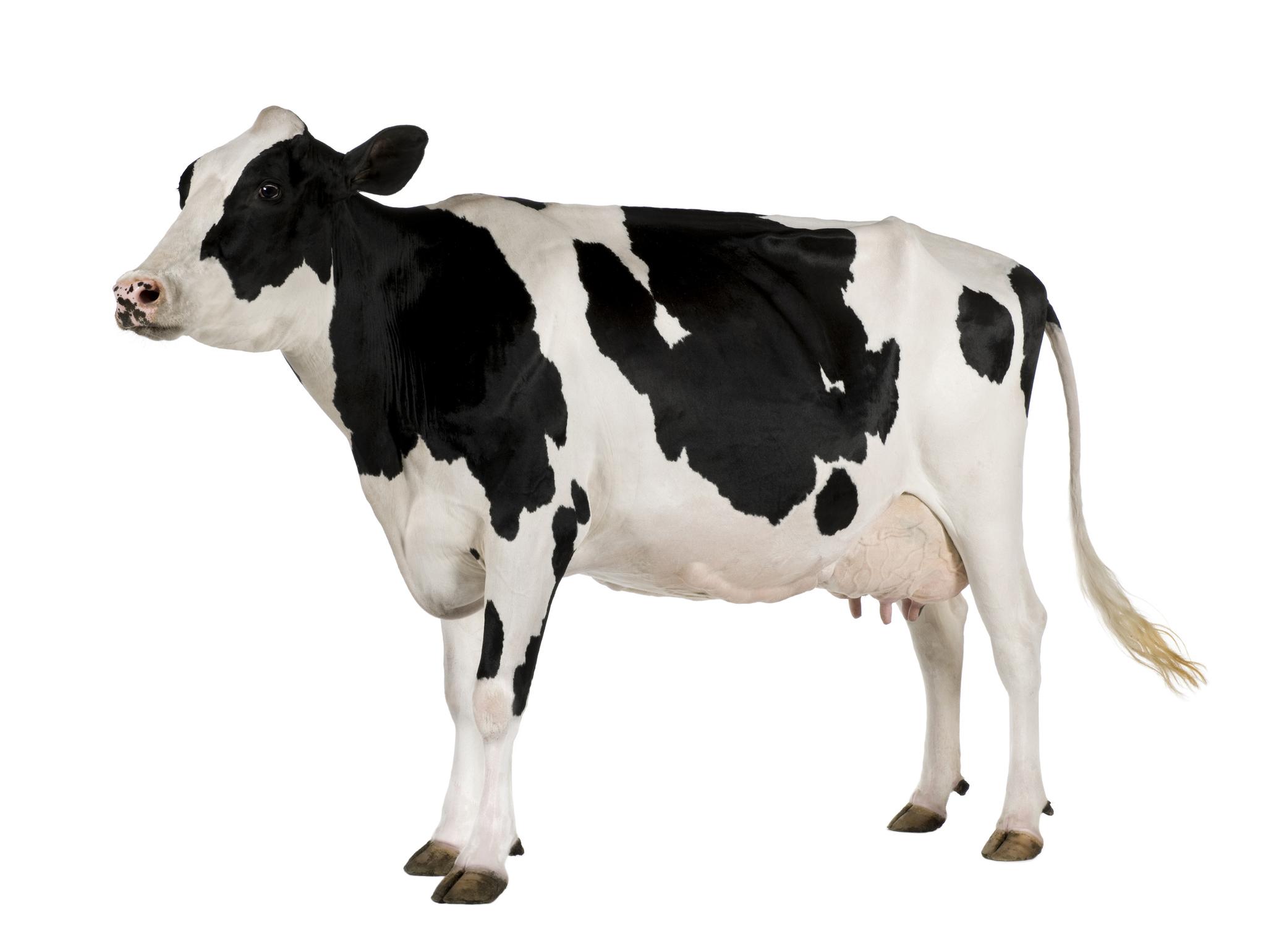Vaches