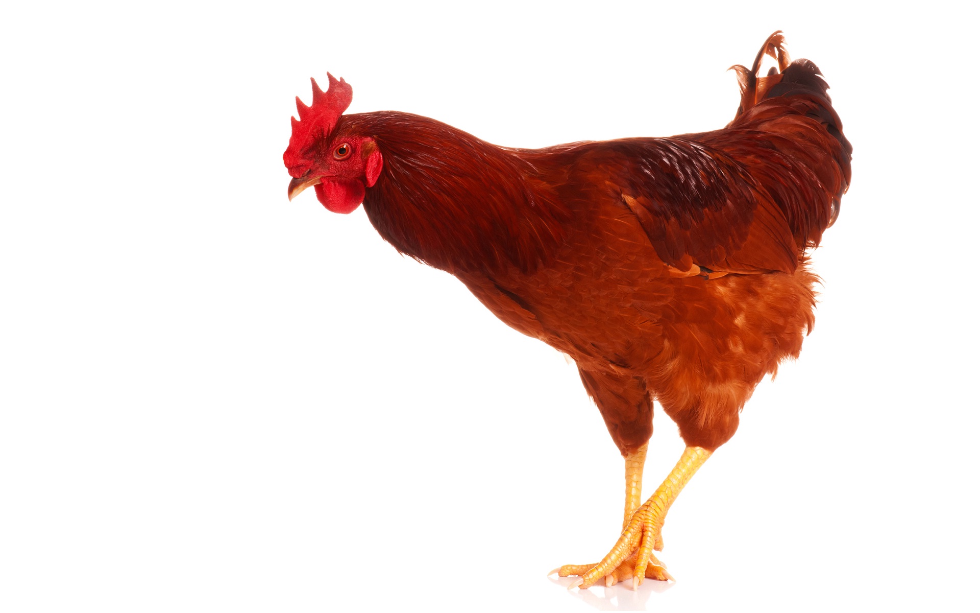 Poules