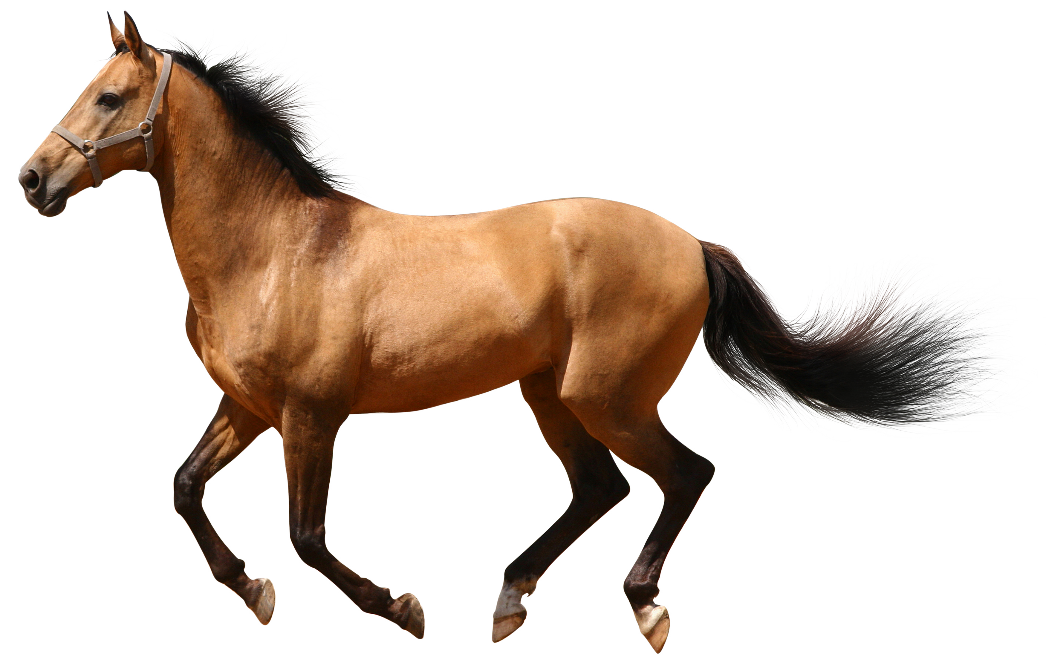 Chevaux